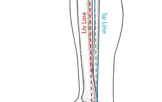ערוצי הכבד והטחול