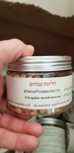 חליטה אסטרגלוס